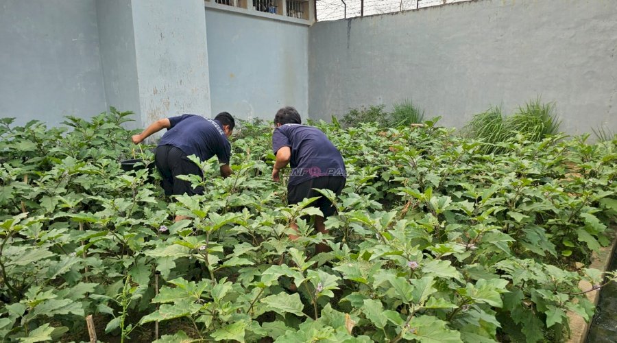 Lahan Marginal Jadi Produktif, Lapas Pangkalpinang Kembangkan Budidaya Terung