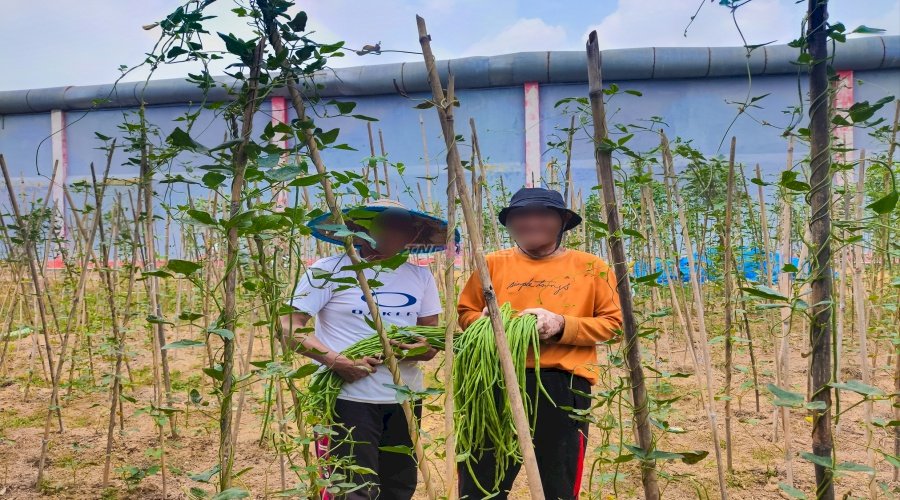 Wujudkan Ketahanan Pangan, Lapas Kendari Panen 50 Ikat Kacang Panjang