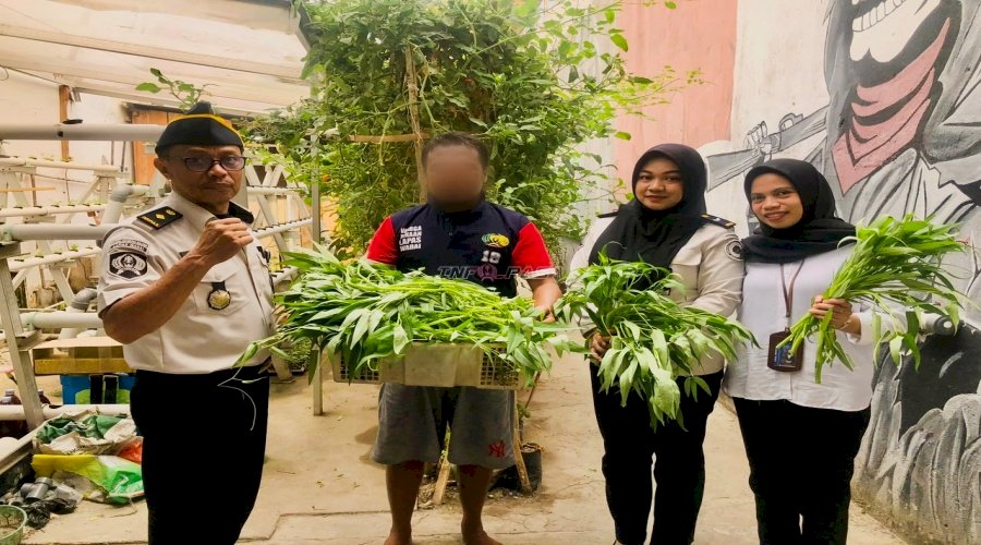 Manfaatkan Area Steril, Lapas Wahai Sukses Panen Kangkung 