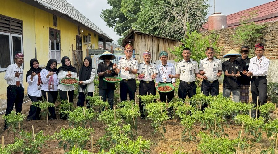 Lapas Baubau Panen 3,1 Kilogram Cabai di Lahan SAE