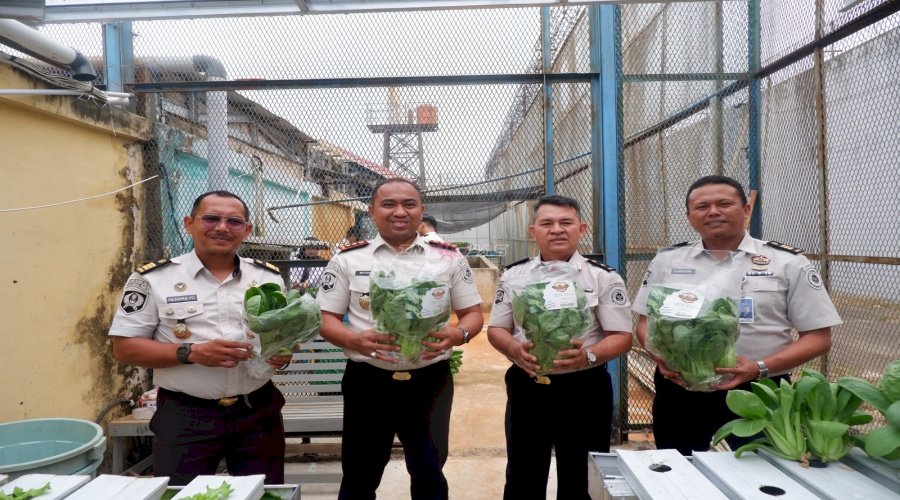 Panen 50 Kilogram Pakcoy Hidroponik, Lapas Narkotika Pangkalpinang Perkuat Pembinaan Kemandirian