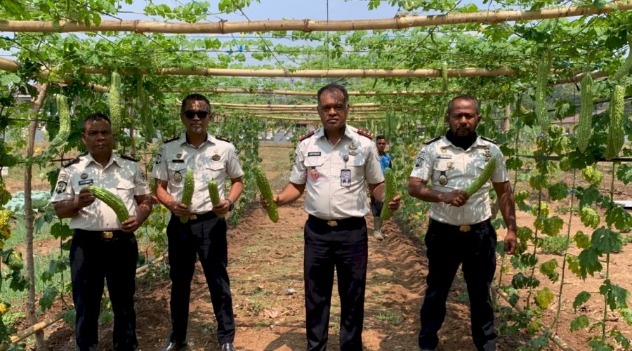 Uji Coba Tanam Paria di Lapas Atambua Tembus Panen 300 Kg