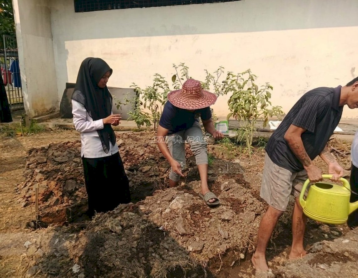 Rutan Barabai Tanam Jagung Manis, Asah Keterampilan Warga Binaan di Bidang Pertanian