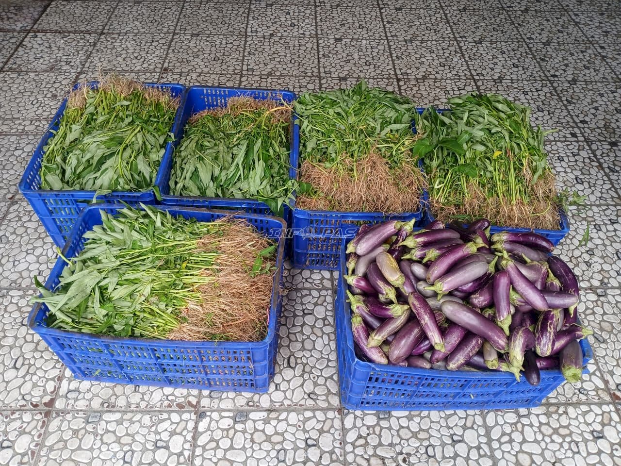 Panen 110 Kg Kangkung dan Terung, Napi Berkebun Lapas Cipinang Dukung Ketahanan Pangan