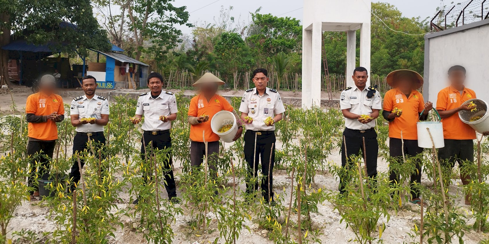 Dukung Ketahanan Pangan, Lapas Namlea Kembali Panen Cabai Rawit
