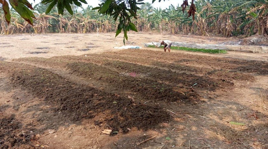 Hadapi Kemarau, Lapas Leok Tetap Produktif Dukung Ketahanan Pangan 