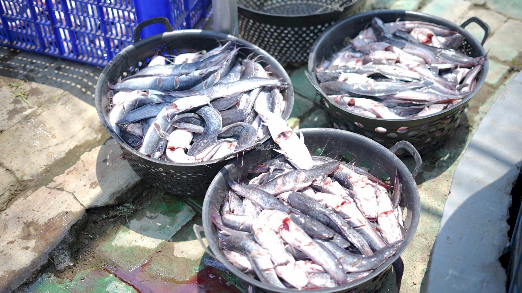 Lapas Surabaya Panen 280 Kilogram Ikan Lele dari Program Pembinaan Kemandirian