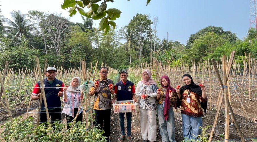 Panen Tomat, Warga Binaan Lapas Wahai Tunjukkan Produktivitas 