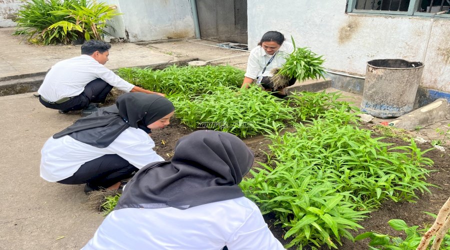 Panen Lanjutan, Lapas Saparua Hasilkan 35 Ikat Kangkung dari Delapan Bedeng