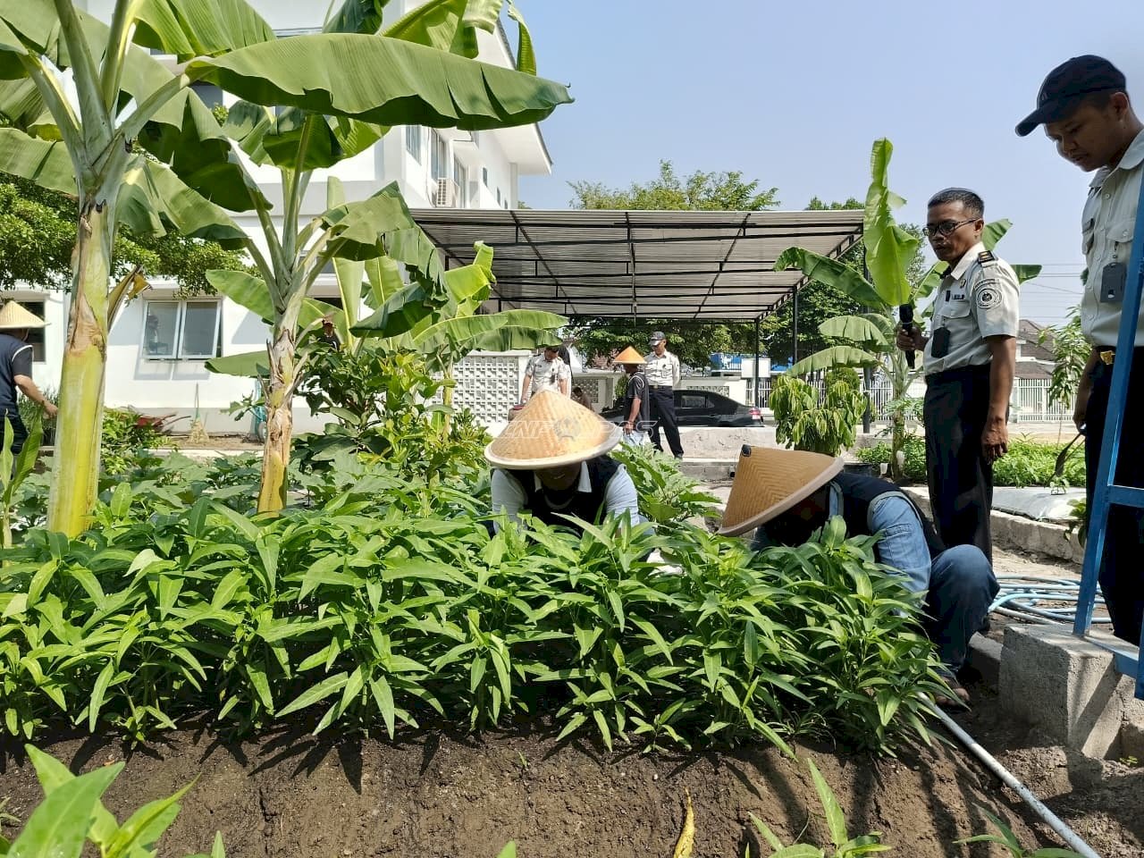 Panen Kangkung, Bapas Klaten Bekali Klien Keterampilan Pertanian