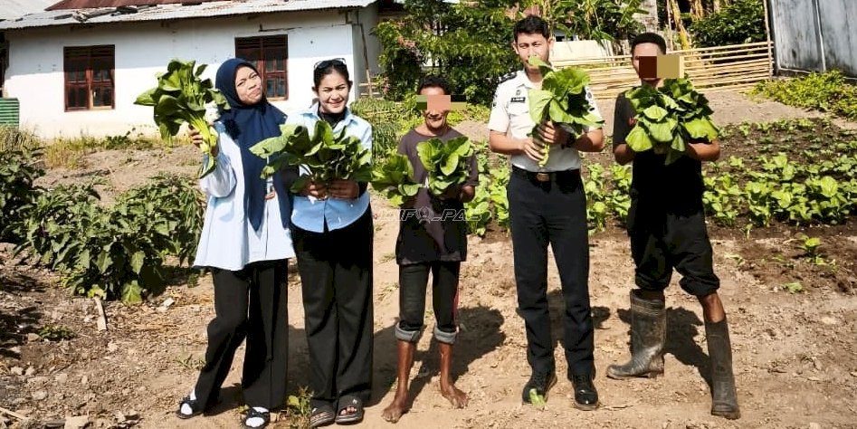 Panen Sayur Sawi, Lapas Wonreli Dorong Pembinaan Kemandirian Produktif