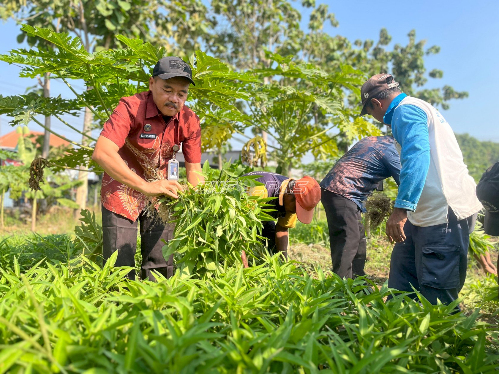 Panen 73 Kilogram Kangkung, Lapas Surabaya Salurkan Hasil Pembinaan ke Pasar Porong