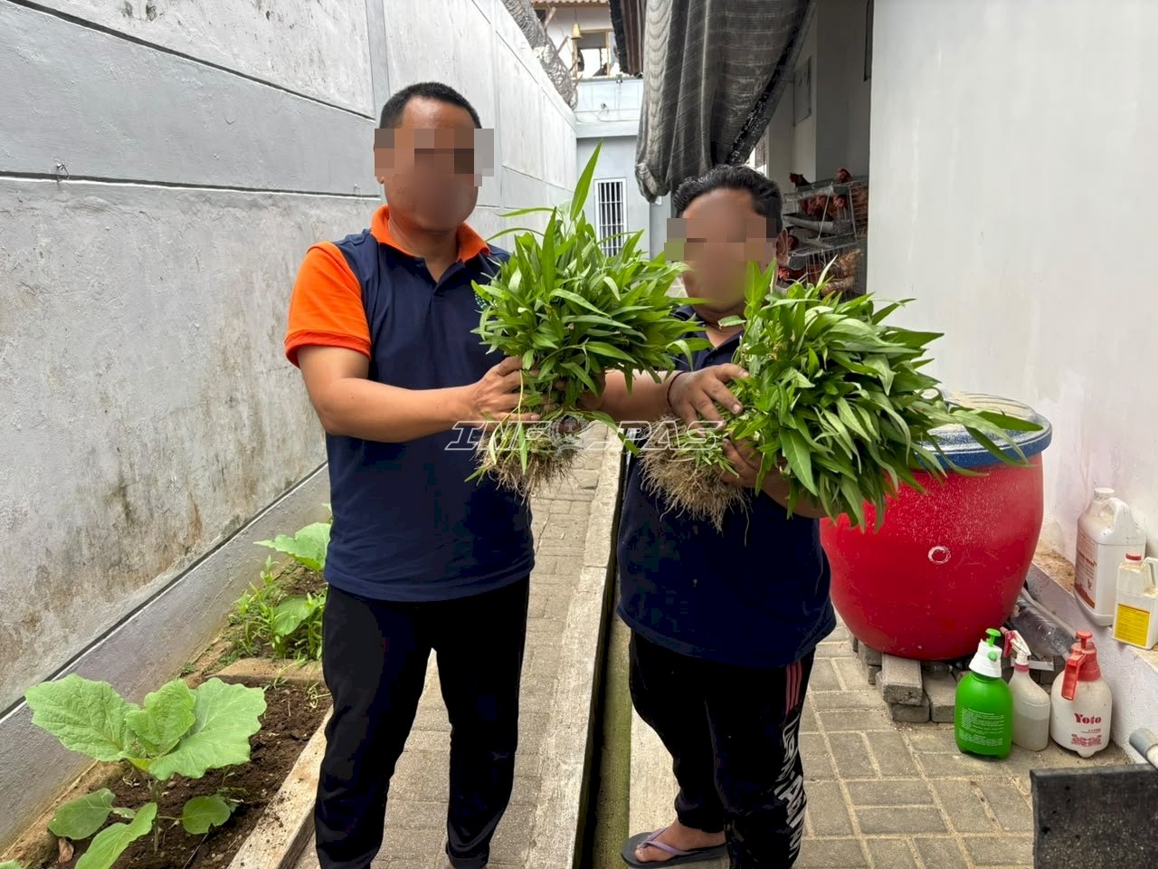Manfaatkan Lahan Terbatas di Brandgang, Lapas Tabanan Panen Kangkung