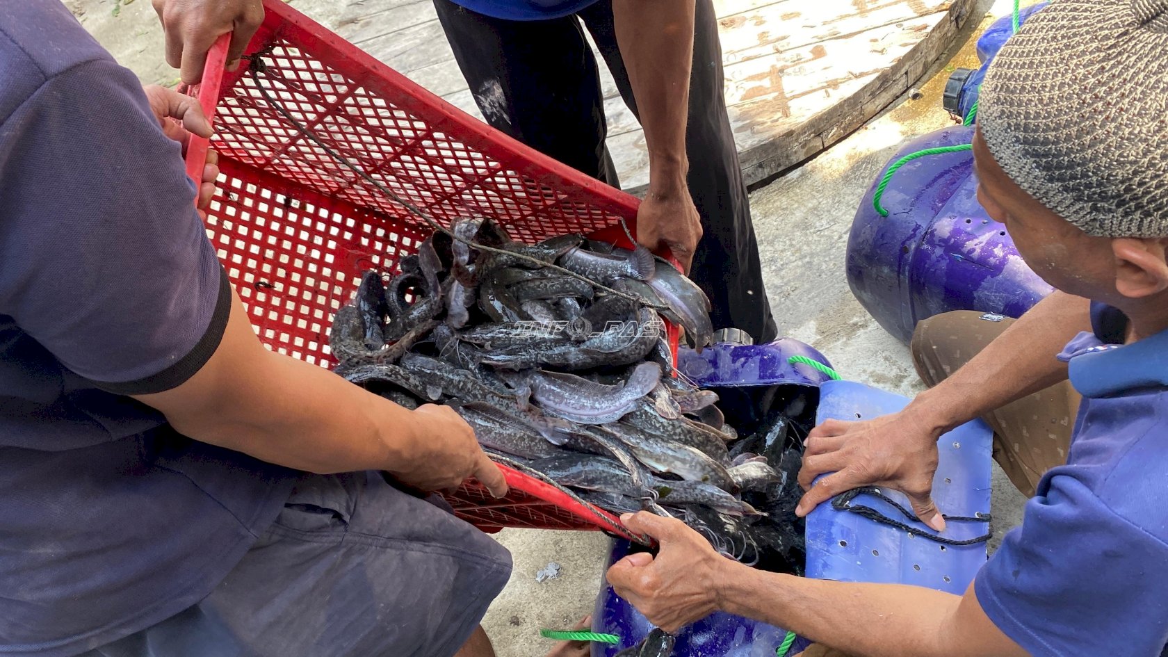 Lapas Brebes Panen 71 Kilogram Lele, Dukung Pembinaan Kemandirian Warga Binaan