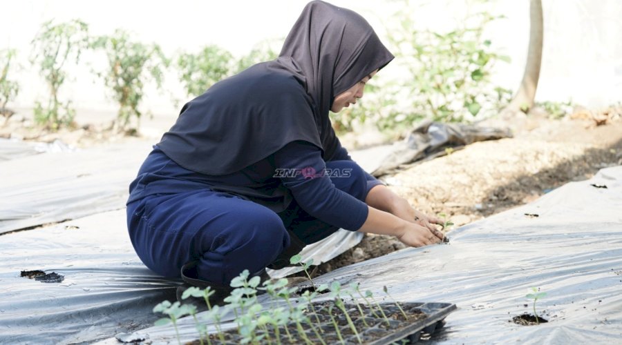  Optimalkan Sektor Pertanian, Lapas Perempuan Malang Tanam 83 Bibit Semangka di Area Brandgang