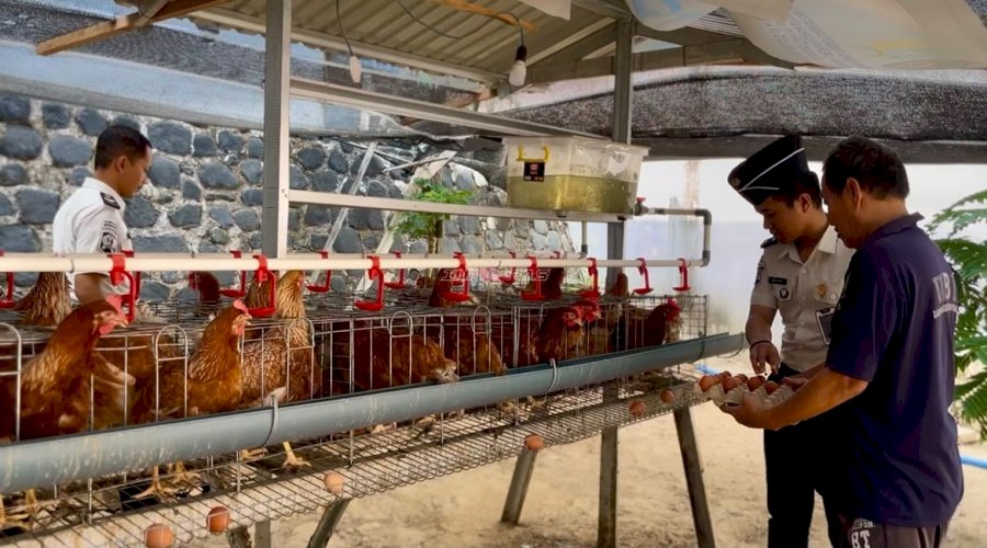 Panen 25 Telur, Lapas Kotabaru Bekali Warga Binaan Keterampilan Produktif