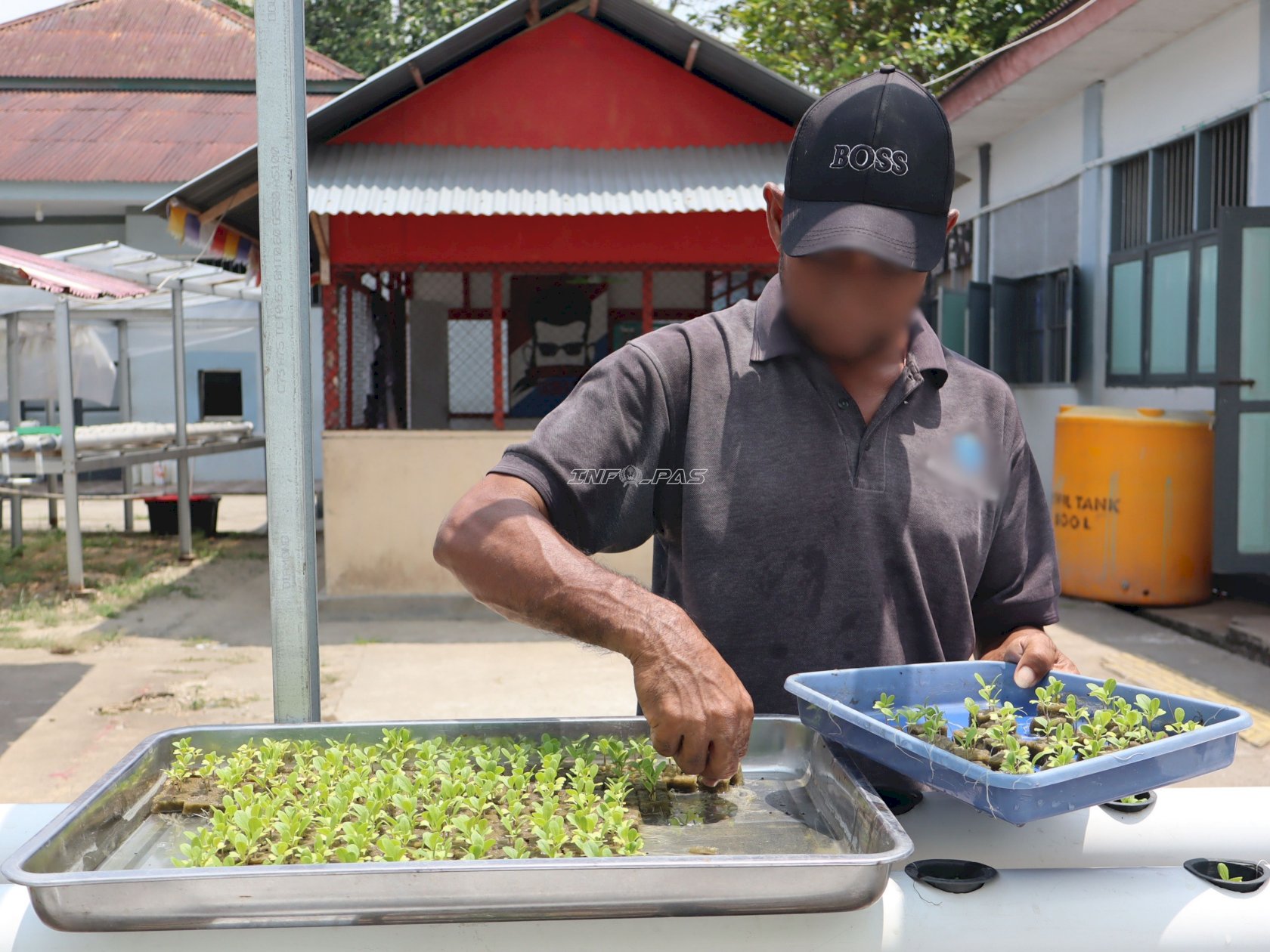 Lapas Ambon Tanam 350 Bibit Pakcoy Hidroponik Dukung Swasembada Pangan