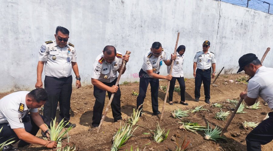  Lapas Pangkalpinang Produktifkan Lahan Idle lewat Penanaman Nanas Lokal Tuatunu