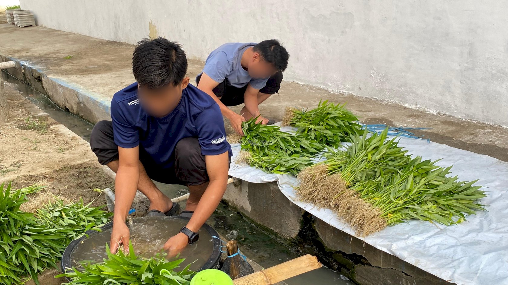 Tetap Produktif di Tengah Kemarau, Rutan Majene Panen 130 Kg Sayuran dari Area Brandgang