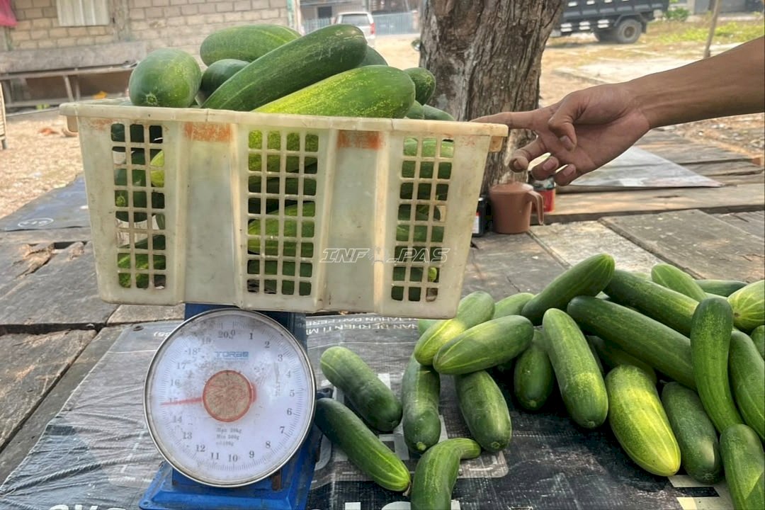 Dari Kebun Pembinaan ke Masyarakat, Lapas Wahai Panen dan Pasarkan 32 Kg Mentimun