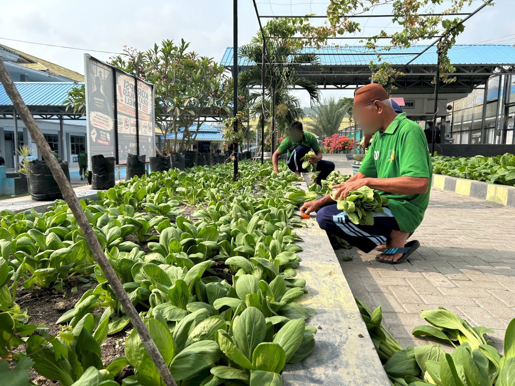 Lapas Luwuk Panen 155 Ikat Sayuran, Pasarkan ke Pasar Tradisional