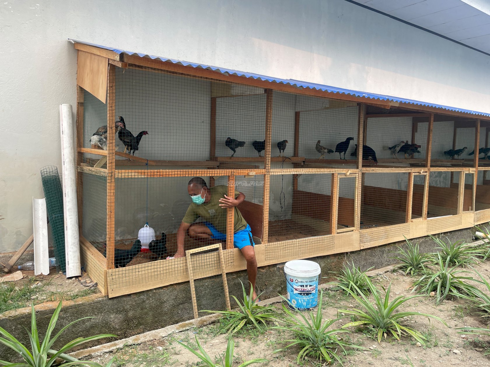 Bina Kemandirian Warga Binaan, Rutan Ambon Kembangkan Budi Daya 61 Ayam Petelur 