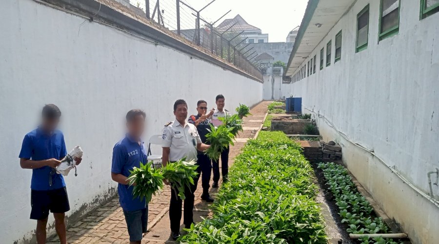 Dukung Program Ketahanan Pangan, Lapas Magelang Sukses Panen Kangkung