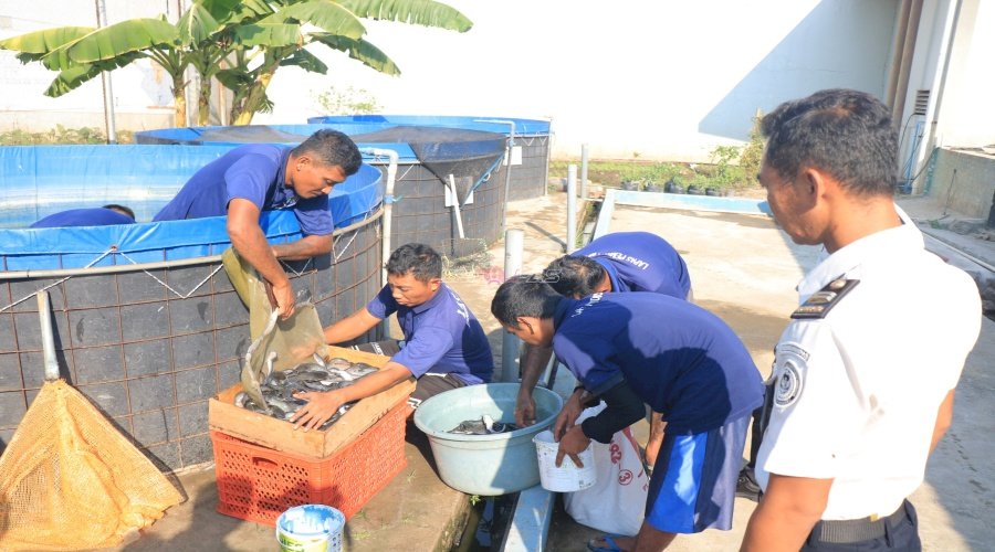 Wujudkan Pembinaan Produktif dan Berkelanjutan, Lapas Pemuda Madiun Panen 93 Kilogram Lele