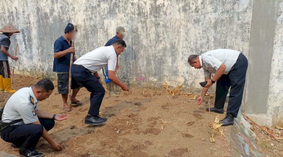 Lapas Pangkalpinang Manfaatkan Lahan Marginal untuk Budidaya Jagung Manis