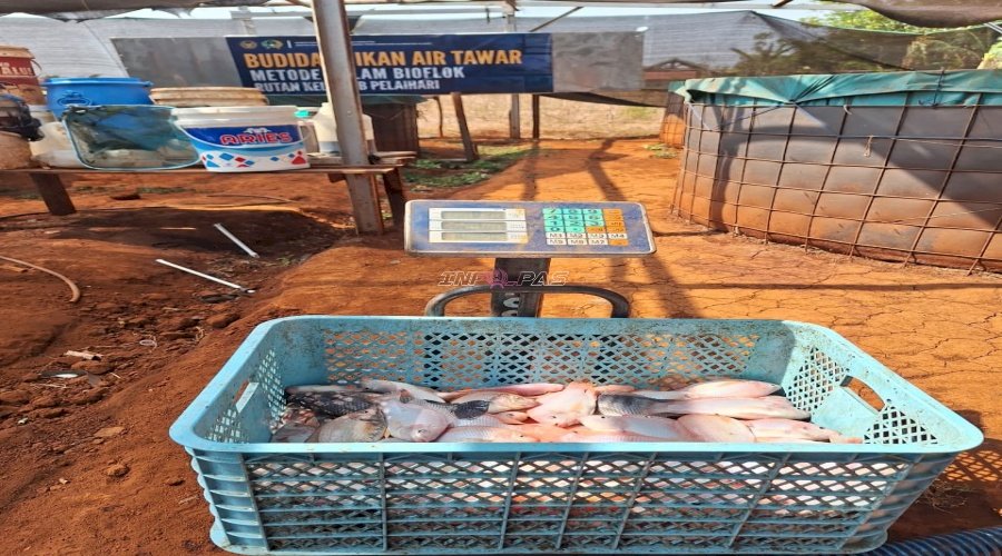 Panen 29 Kg Nila Merah, SAE Rutan Pelaihari Perkuat Pembinaan Kemandirian dan Ketahanan Pangan