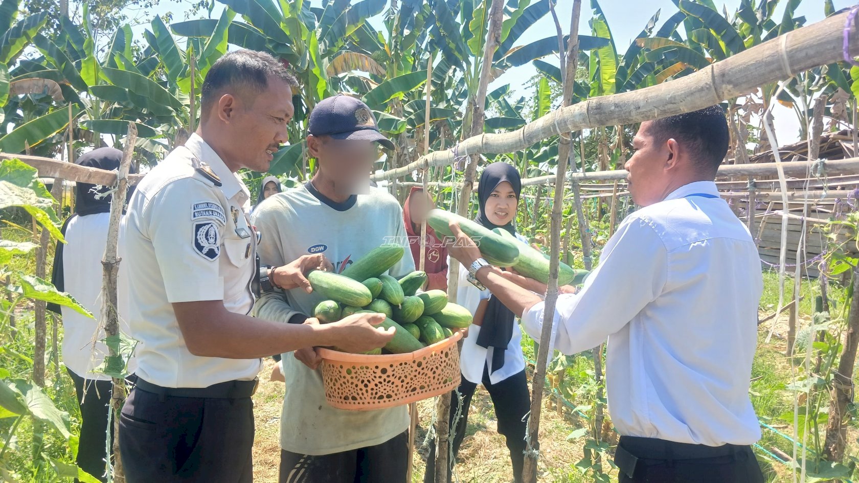 Panen 60 Kg Timun, Hasil Pertanian Warga Binaan Rutan Unaaha Penuhi Kebutuhan Pangan