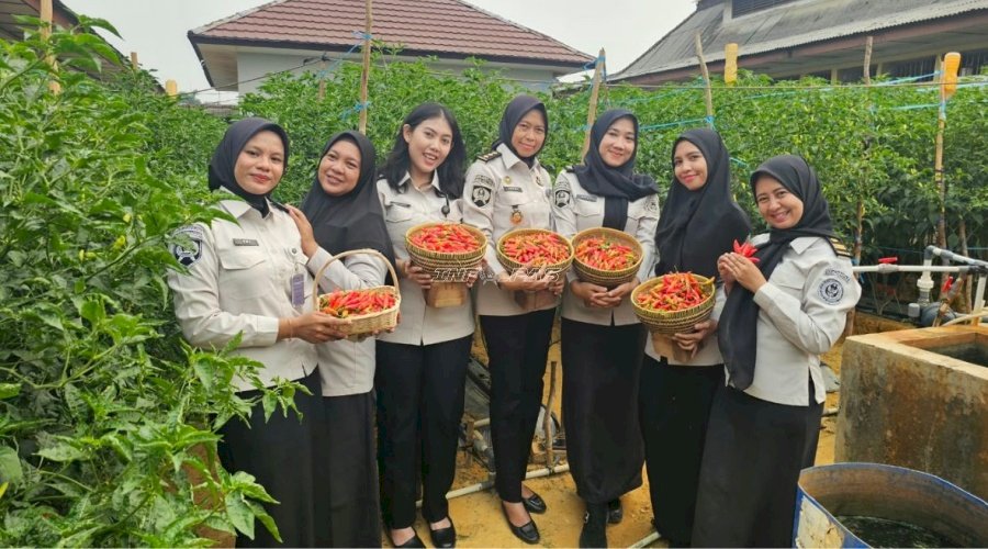 Lapas Pangkalpinang Panen Perdana 16 Kg Cabai Rawit di Lahan Marginal