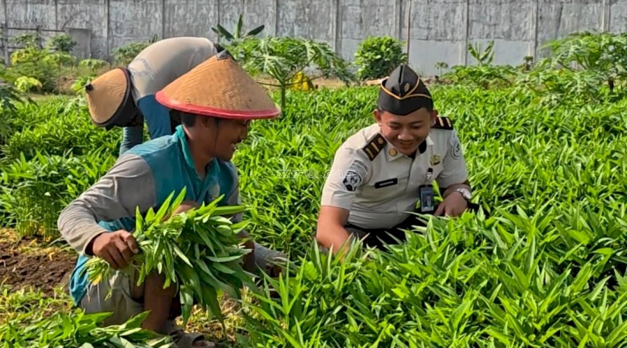 Lapas Surabaya Panen 80 Kg Kangkung untuk Penuhi Kebutuhan Dapur