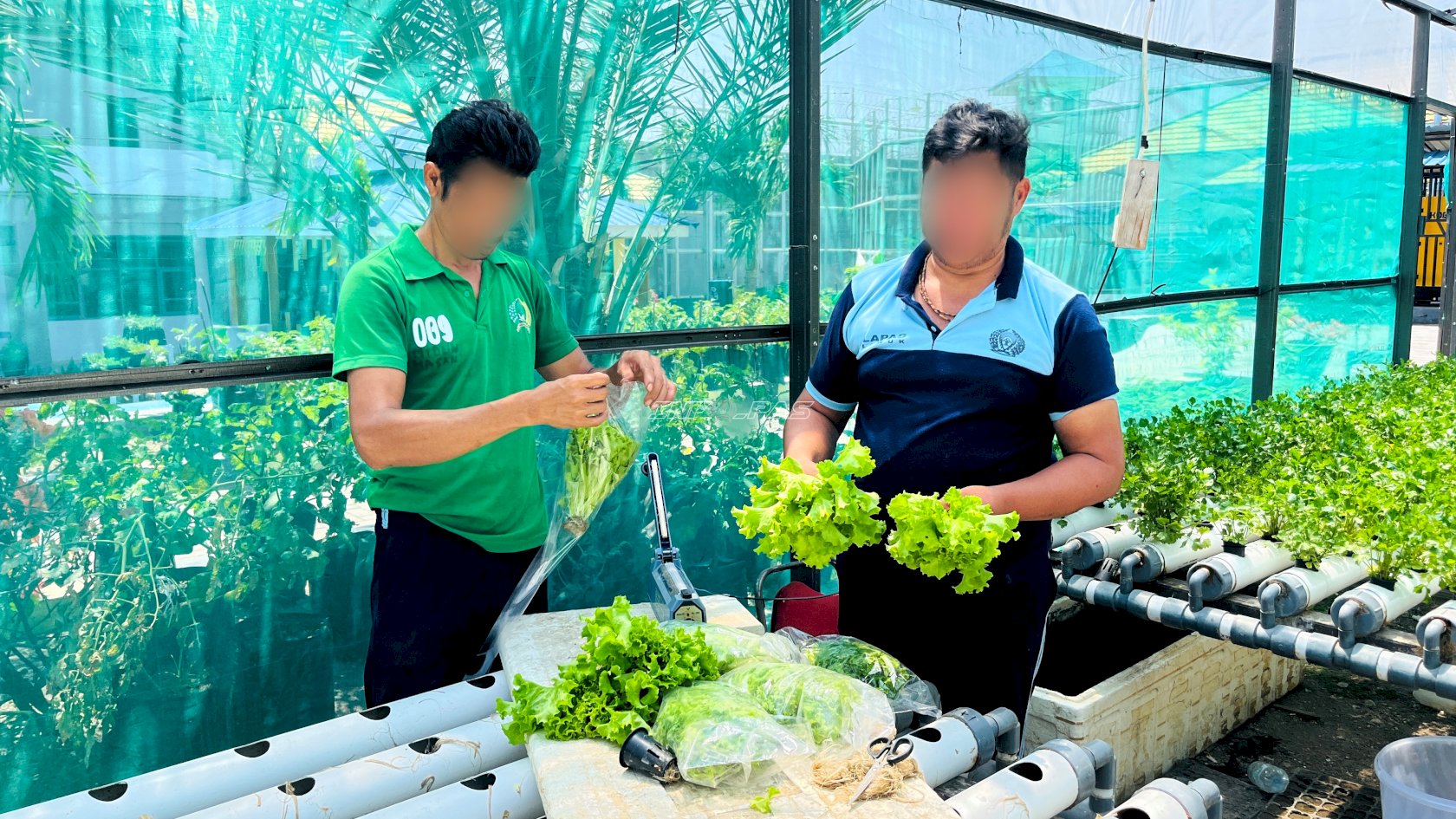Lapas Luwuk Panen 90 Bungkus Selada, Pasarkan ke Pasar Tradisional Simpong