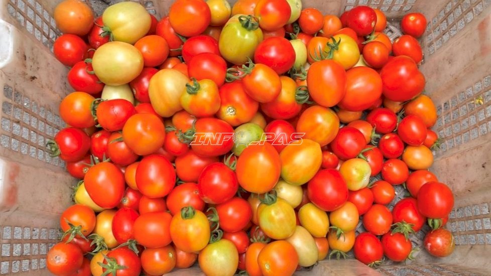 Jumat Penuh Berkah, Lapas Wahai Panen 5 Kg Tomat Hasil Pemberdayaan Warga Binaan