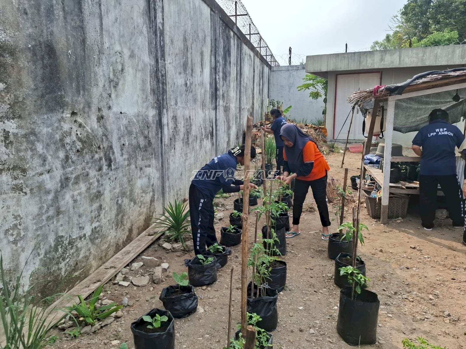 Langkah Nyata Ketahanan Pangan, Lapas Perempuan Ambon Intensifkan Perawatan Tanaman Cabai