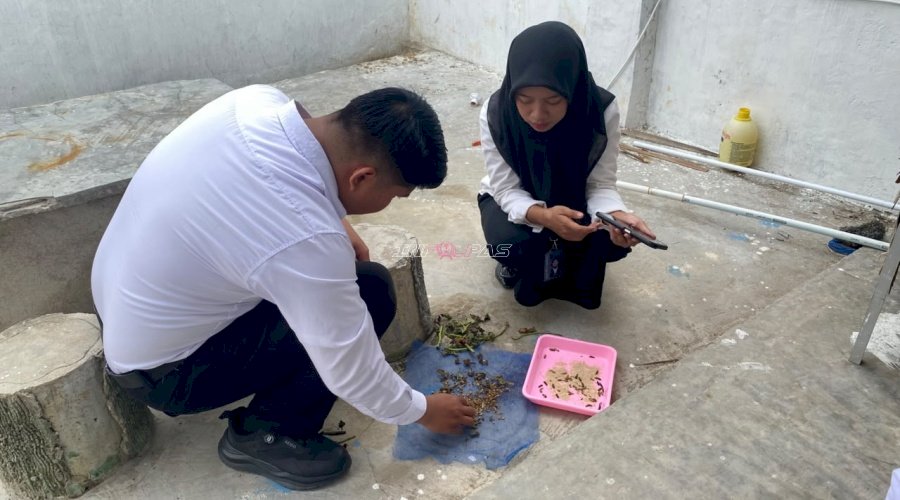 Kembangkan Budidaya Maggot, Rutan Majene Dorong Ketahanan Pangan dan Pembinaan Produktif Warga Binaan