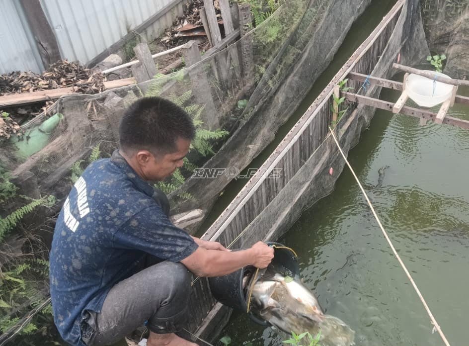 Produktif dari Balik Jeruji, Lapas Amuntai Panen 30 Kilogram Ikan Patin