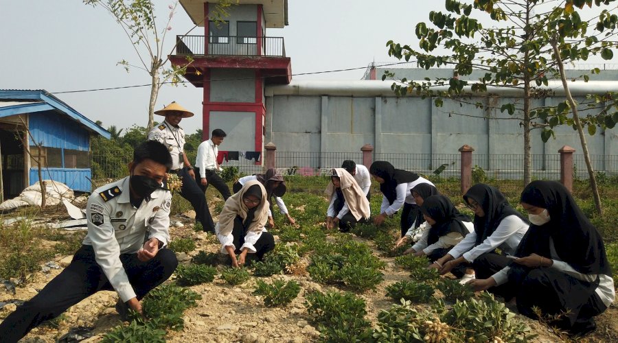 Panen Kacang Tanah, LPKA Kendari Bekali Anak Binaan Keterampilan Praktis