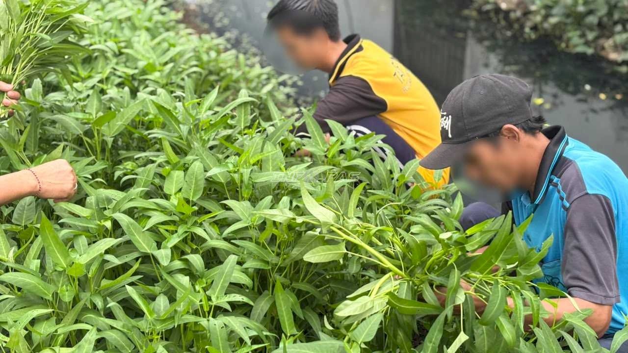 Dukung Ketahanan Pangan, Rutan Marabahan Panen 100 Ikat Kangkung di SAE
