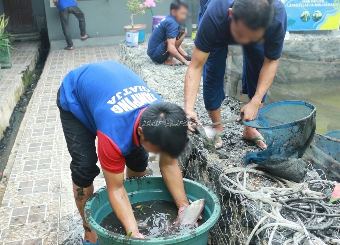 Panen 35 Kilogram Ikan Gurami, SAE 2 Lapas Banjarmasin Kembangkan Budi Daya Perikanan