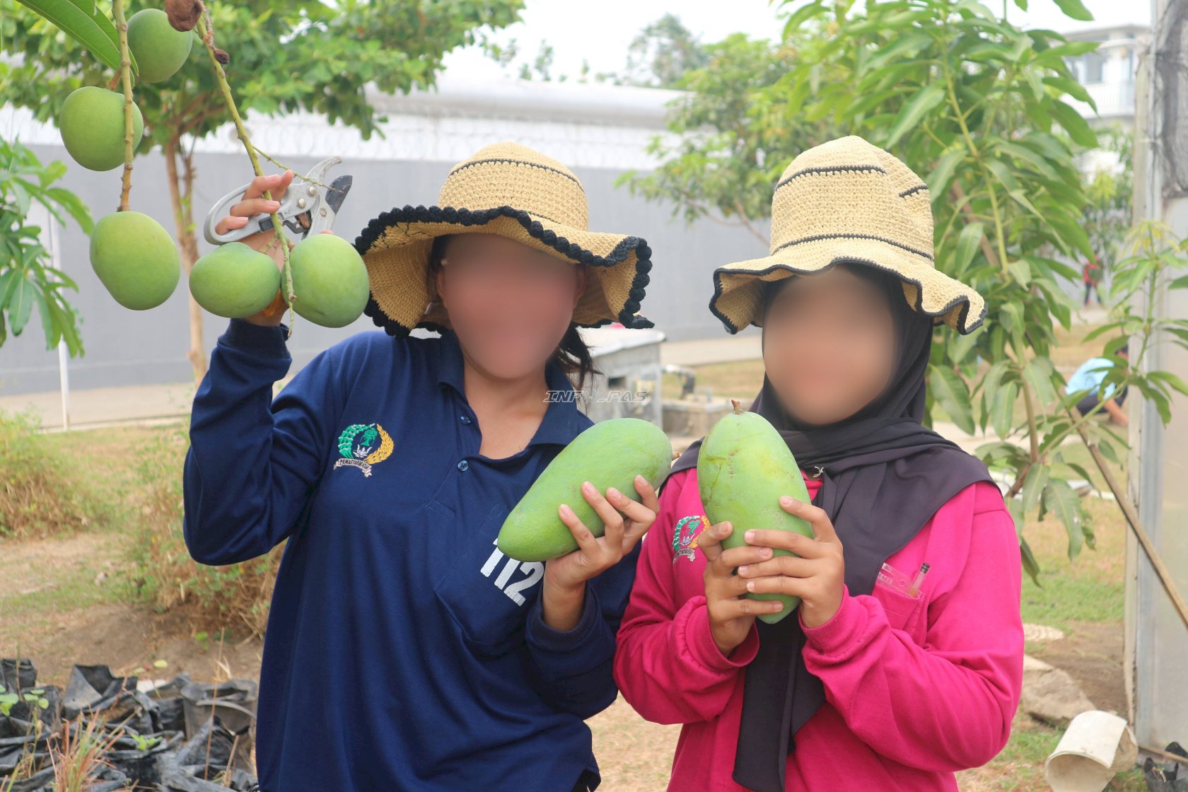 Rutan Perempuan Surabaya Panen 14,25 Kg Mangga Apel dan Golek