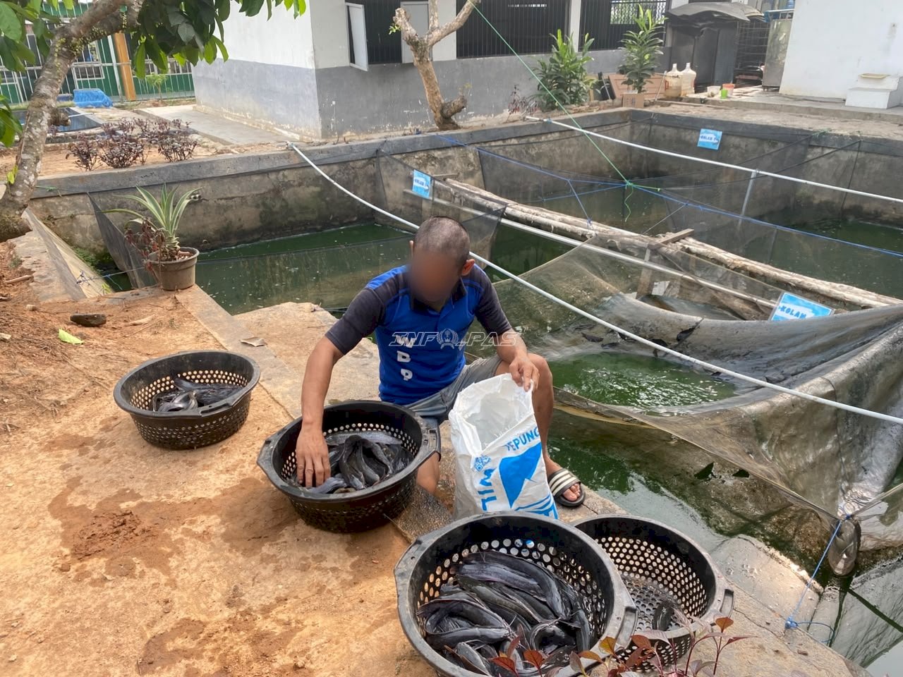 Panen 30 Kg Lele, Lapas Tanjung Bekali Warga Binaan Keterampilan Perikanan