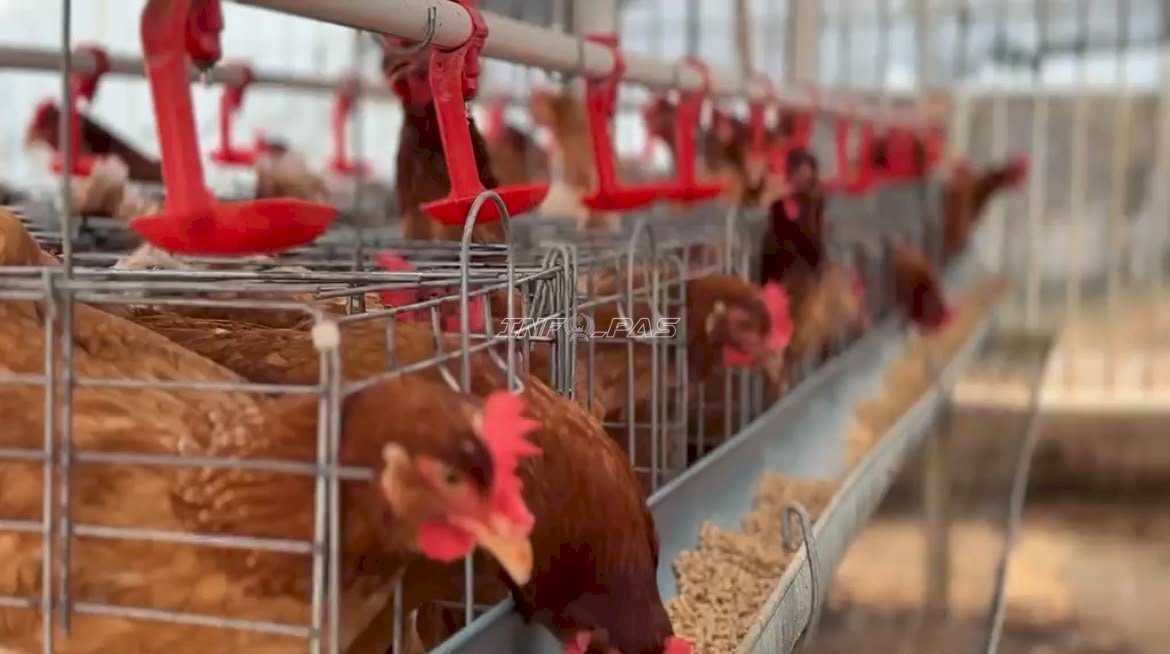 Maggot Jadi Pakan Alternatif Ayam Petelur di Lapas Kotabaru