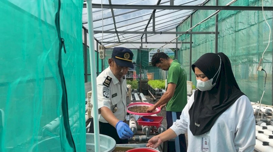 Inovasi Peserta Magang Berbuah Manis, Lapas Luwuk Kembali Panen Delapas Kilogram Maggot
