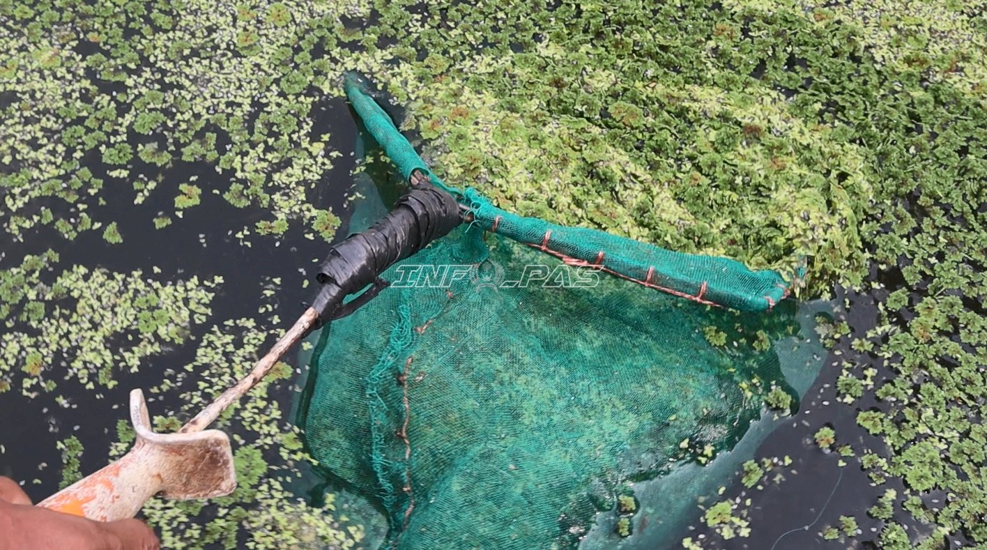 Panen 10 Kg per Hari, Lapas Batulicin Manfaatkan Azolla untuk Campuran Pakan Ternak