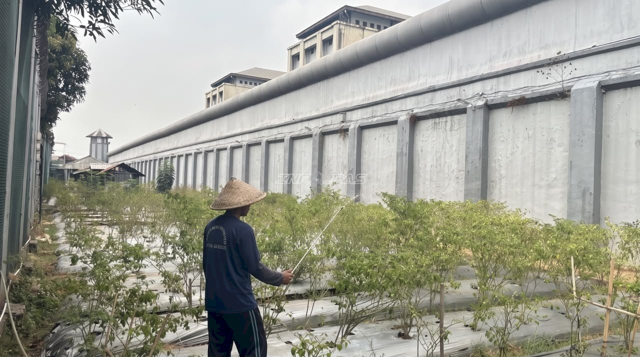 Lewat 'Napi Berkebun', Lapas Cipinang Bekali Warga Binaan Keterampilan Bertani dan Beternak