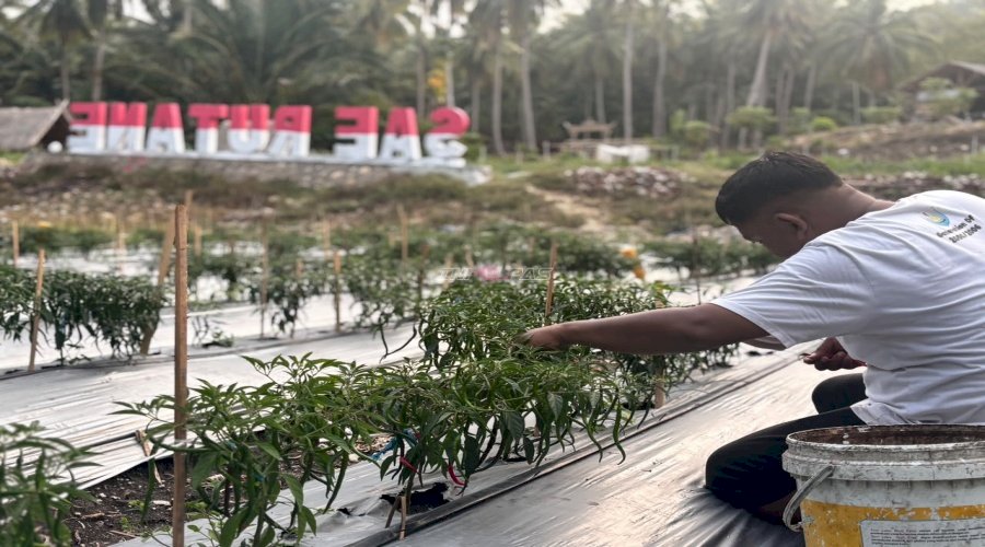 Panen Delapan Kg Cabai, Rutan Majene Perkuat Ketahanan Pangan dan Pembinaan Kemandirian Warga Binaan