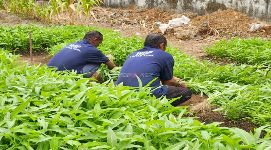 Wujud Ketahanan Pangan, Lapas Tual Panen 26 Kg Kangkung