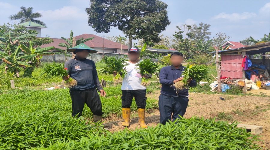 Bukti Nyata Ketahanan Pangan, Lapas Kendari Panen Seledri dan Kangkung Cabut